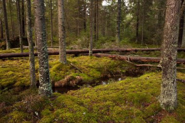 Sonbahar zamanı yosunlarla kaplı Estonya ormanları.