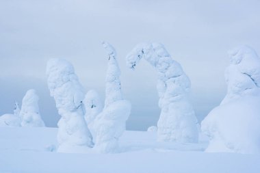 Kasvetli bir kış sabahı Riisitunturi Milli Parkı 'nda güzel kar ağaçları kapladı..
