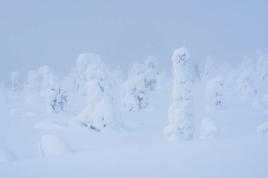 Kasvetli bir kış sabahı Riisitunturi Milli Parkı 'nda güzel kar ağaçları kapladı..