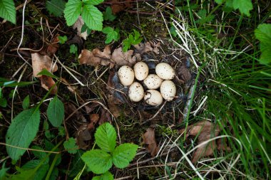 Hazel kekliği, Tetrastes bonasia yuvası Kuzey Avrupa, Estonya 'da bahar mevsiminde verimli bir boreal ormanda yedi yumurta ile.