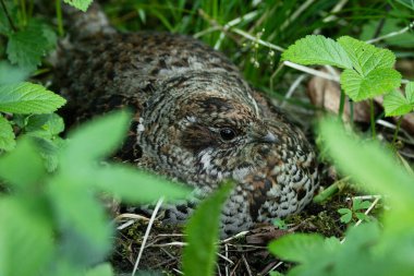 Dişi Hazel tavuğu, Tetrastes bonasia, Estonya, Kuzey Avrupa 'da bahar mevsiminde yemyeşil bir boreal ormandaki bir yuvada oturuyor..