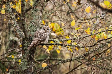 Ural baykuş, Strix uralensis Estonya 'nın sıkıcı bir ormanında sonbahar yaprakları arasında bir dalda oturuyor.