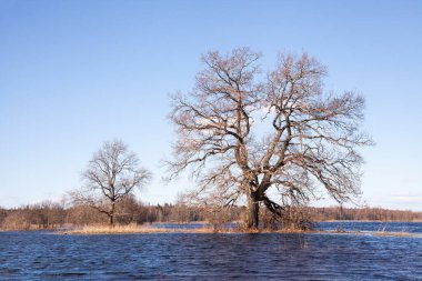 Soomaa Ulusal Parkı 'ndaki Büyük Meşe ağaçları Estonya doğasında beşinci sezon olarak da bilinen bir bahar seli sırasında, Kuzey Avrupa.