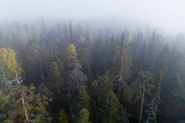 Floresta Taiga Intocada Colorida Penhasco Perto Phknkallio Norte Finlândia Parque — Fotografia de Stock