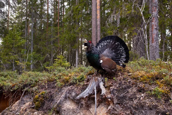 Avrupa Nın Büyük Orman Tavuğu Batı Kapariili Tetrao Urogallus Estonya — Stok fotoğraf