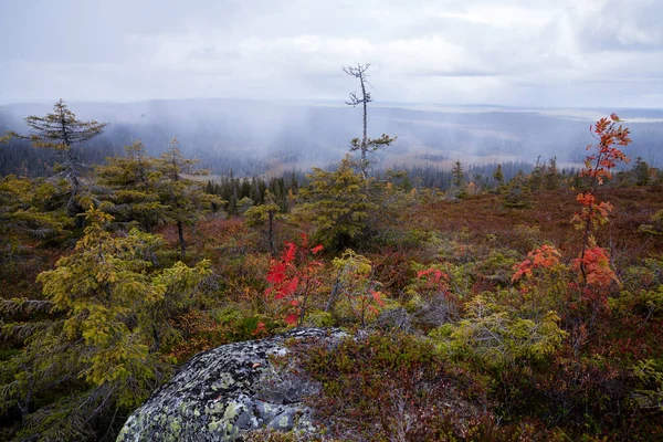 Autumnal Tundra Landscape Colorful Plants First Snow Background Riisitunturi National — Stock Photo, Image