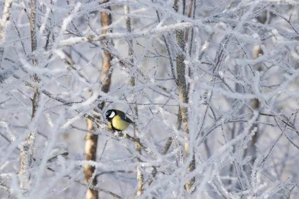 European Winter Bird Great Tit Parus Major Frosty Forest Cold — Stock Photo, Image