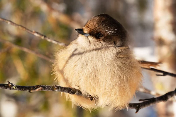 Schattige Noordelijke Vogel Siberische Gaai Perisoreus Infaustus Sneeuw Tijdens Een — Stockfoto