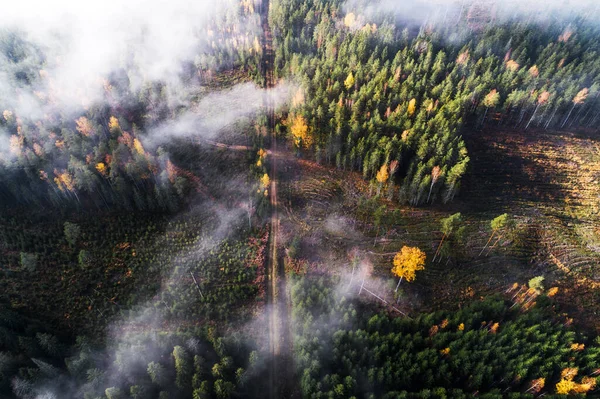 Udara Dari Daerah Yang Jelas Dan Hutan Boreal Selama Musim — Stok Foto