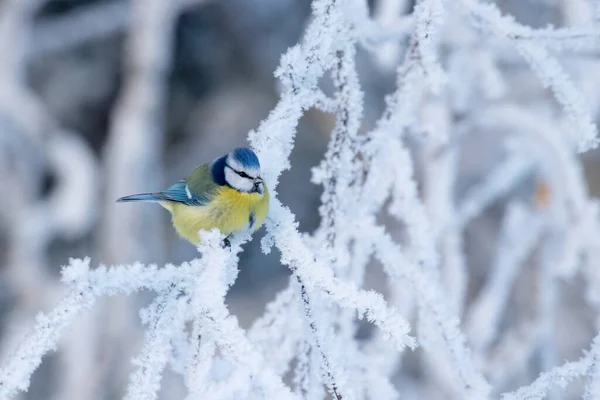 Small Blue Tit Cyanistes Caeruleus Middle Winter Wonderland Morning Frost — Stock Fotó