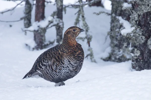 Female Black Grouse Lyrurus Tetrix Wintery Finnish Bog Forest — Stock Photo, Image