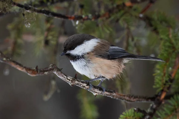 Gros Plan Mésange Sibérien Poecile Cinctus Laponie Par Temps Hivernal — Photo