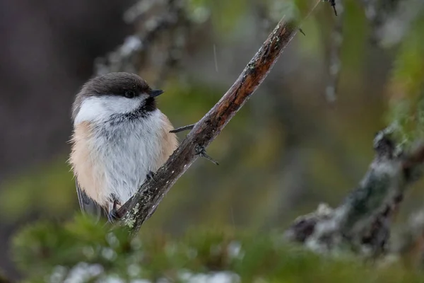 Close Siberian Tit Poecile Cinctus Lapland Wintery Weather Northern Finland — Stockfoto