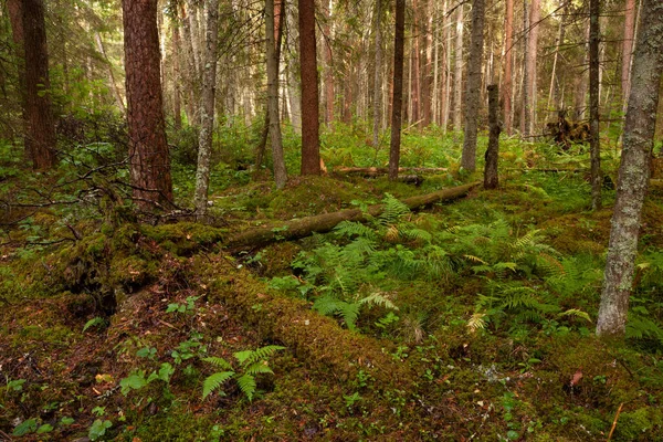 Groen Weelderig Zomers Oud Boreale Bos Met Veel Dood Hout — Stockfoto