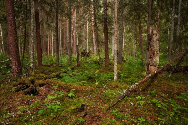 爱沙尼亚 绿色和茂盛的夏季生长的北方森林 有许多枯木 — 图库照片