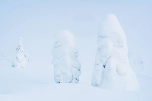 Belas Árvores Cobertas Neve Parque Nacional Riisitunturi Durante Uma Manhã — Fotografia de Stock