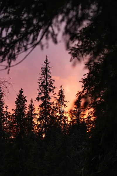 Sylwetka Iglastego Lasu Tajgi Podczas Jesiennego Różowego Zachodu Słońca Północnej — Zdjęcie stockowe