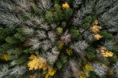 Estonya kırsalında, Kuzey Avrupa 'da, karanlık, sonbaharın sonlarında karışık bir Boreal Ormanı.
