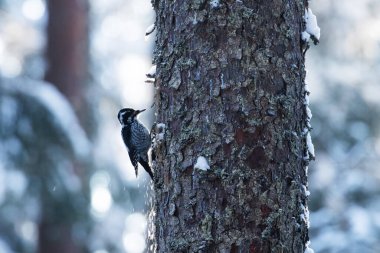 Male Eurasian three-toed woodpecker, Picoides tridactylus on a tree in an old-growth boreal forest of Estonia, Northern Europe. clipart