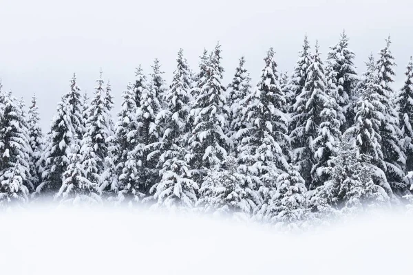Sneeuw Bedekt Sparren Bomen Een Winter Wonderland Tijdens Een Mooie — Stockfoto