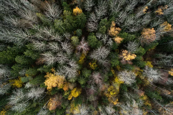 Floresta Boreal Mista Escura Final Outono Zona Rural Estónia Norte — Fotografia de Stock