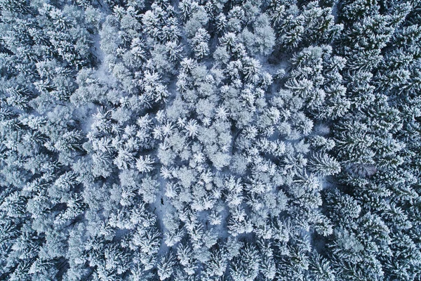 Impressionante Floresta Boreal Wintery Coberto Com Neve Cobertor Geada Tiro — Fotografia de Stock