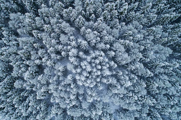 Prachtige Winterse Boreale Bos Bedekt Met Sneeuw Vorst Deken Schot — Stockfoto