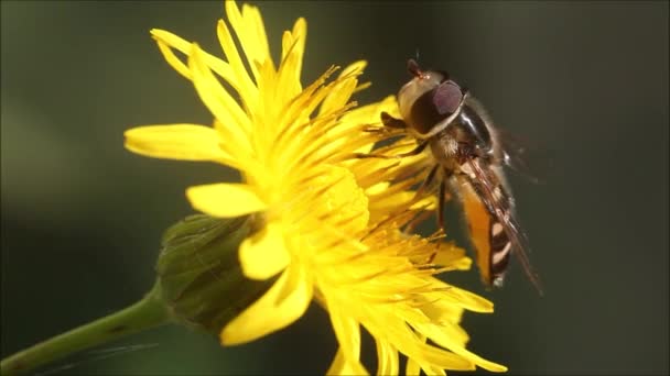 Зближення Європейської Повітряної Мухи Syrphidae Живляться Яскравою Жовтою Квіткою Запилюють — стокове відео