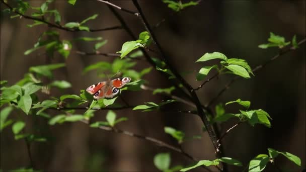 ヨーロッパの昆虫孔雀蝶 Aglais Ioはエストニアの北半球の森の緑の葉の真ん中で羽を休めて動かす — ストック動画