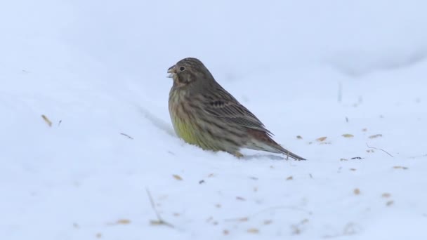 Europejski Śpiewający Ptak Yellowhammer Emberiza Citrinella Śnieżnej Ziemi Jedzący Ziarno — Wideo stockowe