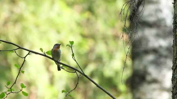 Mały Ptaszek Czerwonymi Piersiami Ficedula Parva Siedząca Starym Borealnym Lesie — Wideo stockowe