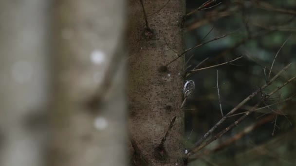 Piccolo Uccello Boschivo Eurasiatico Certhia Familiaris Cerca Cibo Sulla Corteccia — Video Stock