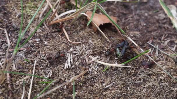 爱沙尼亚森林中的小林地蚂蚁带着大毛毛虫上路 — 图库视频影像