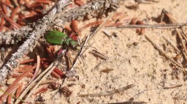 Dikkatli Yeşil Kaplan Böceği, Estonya 'da sıcak ve güneşli bir yaz gününde kumun üzerinde Cicindela kampı.