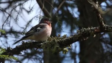 Avrupai orman kuşu Chaffinch, Fringilla coelebs bir dala tünemiş ve Estonya 'nın Boreal Ormanı' nda bahar günü şarkı söylüyorlardı..
