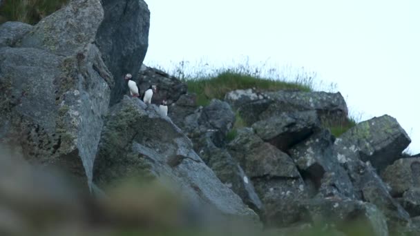 Drie Europese Zeevogels Atlantische Papegaaiduikers Fratercula Arctica Een Klif Runde — Stockvideo