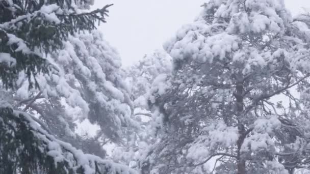 豪雪時の木の頂とエストニアの吹雪針葉樹林 — ストック動画