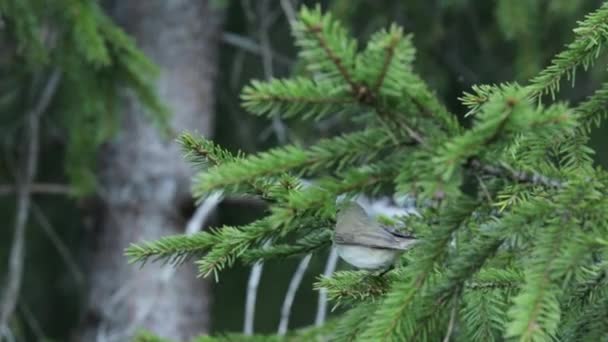 Pájaro Cantor Europeo Common Chiffchaff Phylloscopus Collybita Encaramado Abeto Cantando — Vídeo de stock