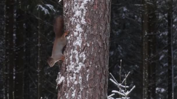 警告红松鼠 Sciurus Vulgaris 爬上一棵松树 倒挂在爱沙尼亚的一片针叶林中 摇动着长长的尾巴 — 图库视频影像