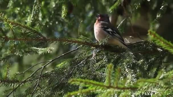 一般的なヨーロッパの木の鳥シャッフィンチ フリンギラのコーヒーは エストニアの北半球の森林で春の日の間に枝や歌を歌いました — ストック動画