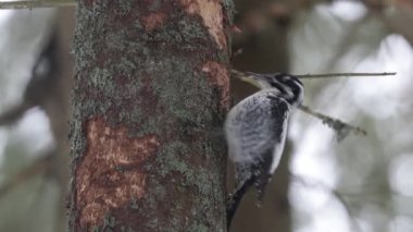 Üç parmaklı ağaçkakan Picoides Tridactylus 'un kışın Estonya Boreal Ormanı' nda bir çam ağacını gagalarken yakın çekimi..