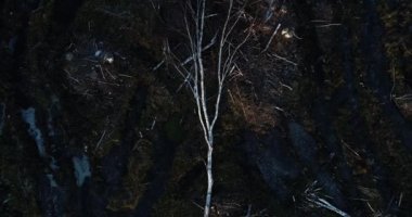 Estonya 'nın güz aylarında, Kuzey Avrupa' nın temiz ve çamurlu bir bölgesinde devrilmiş bir huş ağacının yükselen havası.