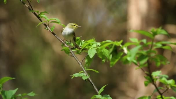 Невеликий Лісовий Тесля Phylloscopus Sibilatrix Стоїть Гілці Старому Естонському Лісі — стокове відео