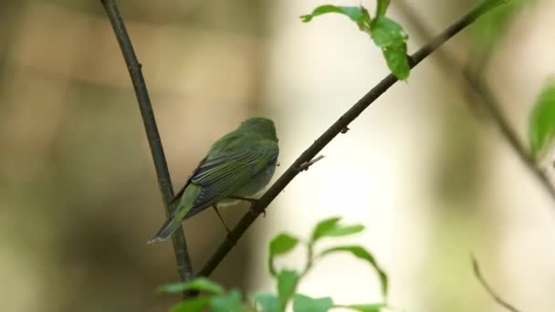 Mały Przechodzień Phylloscopus Sibilatrix Stojący Gałęzi Starym Estońskim Lesie Europa — Wideo stockowe