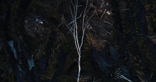 Een Rijzende Antenne Van Een Gevallen Berkenboom Een Fris Modderig — Stockvideo