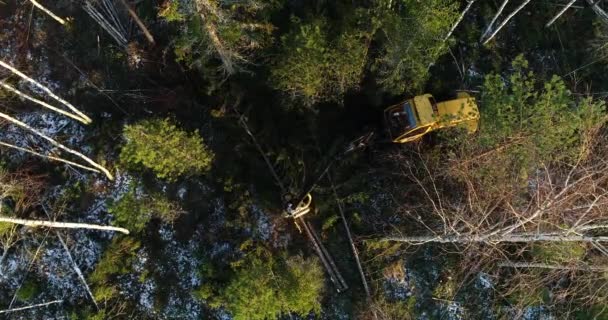 Gul Skogsavverkare Som Gallrar Blandad Boreal Skog Inom Skogsbruket Gallring — Stockvideo