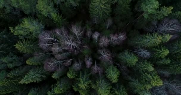 在欧洲北部爱沙尼亚农村 一架缓慢的飞机飞越了一个漆黑而安静的秋末混交林 — 图库视频影像