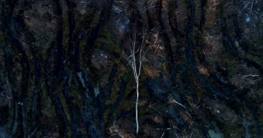 Estonya 'nın güz aylarında, Kuzey Avrupa' nın temiz ve çamurlu bir bölgesinde devrilmiş bir huş ağacının alçalmakta olan havası..