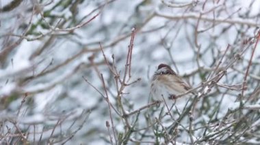 Küçük bir Avrupalı ötücü kuş Avrasya Ağaç Serçesi, soğuk bir kış sabahı Estonya parkında karlı bir dalda oturan Passer Montanus.