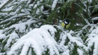 A small and colorful songbird Great tit (Parus major) on a snowy spruce branch in a winter wonderland, coniferous boreal forest of Estonia, Northern Europe.